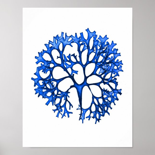 Blått Sjögräs Skriv ut nr 12 Kustbotaniskt tryck. Poster (Framsidan)