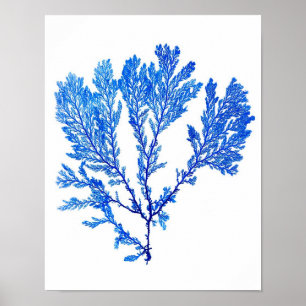 Blått Sjögräs Skriv ut nr 3 Kustbotaniskt tryck. Poster