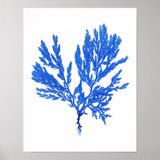 Blått Sjögräs Skriv ut nr 4 Kustbotaniskt utskrift Poster