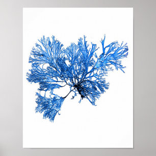 Blått Sjögräs Skriv ut nr 6 Kustbotaniskt tryck. Poster