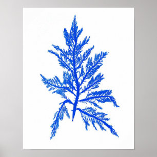 Blått Sjögräs Skriv ut nr 7 Kustutskrift Poster