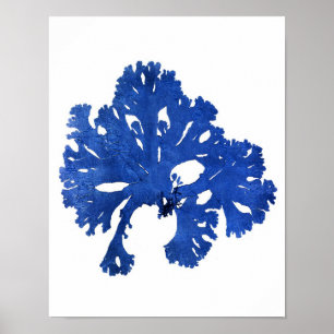 Blått Sjögräs Skriv ut nr 9 Kustbotaniskt utskrift Poster