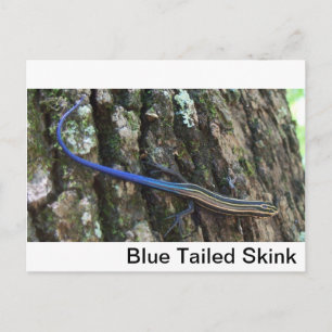 Blått skalat skink stäng upp vykort