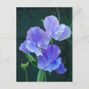 Blått sötat Pea Flowers-vykort Vykort