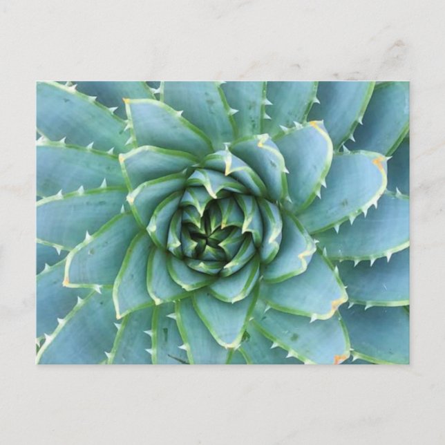 Blått Spiral Aloe-postkort Vykort (Framsida)