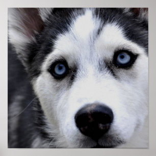 Blått synad Husky affisch