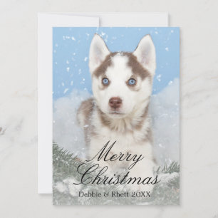 Blått synad husky valpsitta i snö julkort
