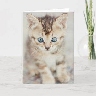 Blått synad kattunge kort