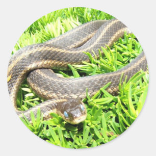 Blått synad orm~-klistermärke runt klistermärke