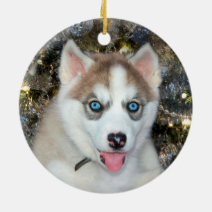 Blått synad siberian huskyjul julgransprydnad keramik