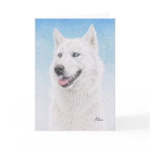 Blått synad vitsiberian husky