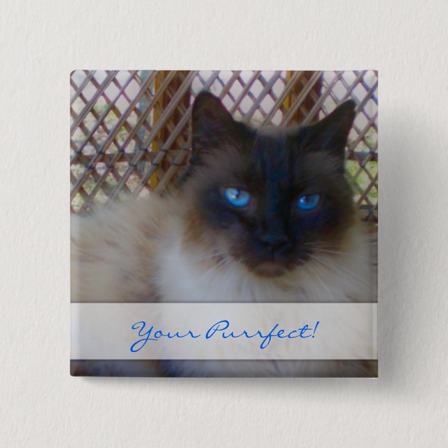 Blått synar kattunge som din Purrrfect knäppas Knapp (Framsida)