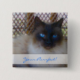 Blått synar kattunge som din Purrrfect knäppas Knapp