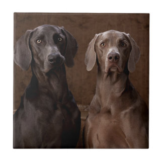Blått & Teyla Weimaranersen Kakelplatta