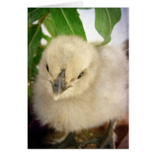 Blått Tillfällen - tomt hälsningskort för Chick