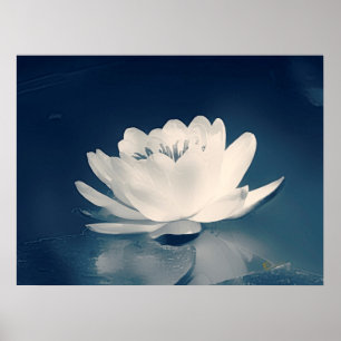 Blått tonad lotusblommablomma poster