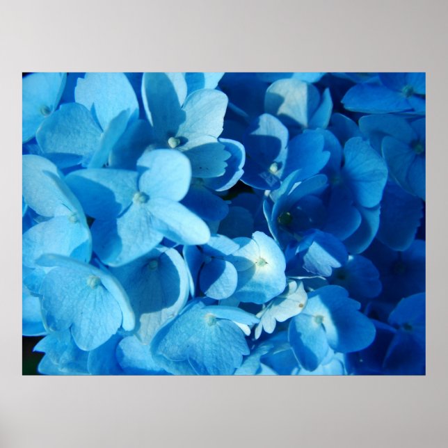 Blått tryck (hydrangea) (Framsidan)