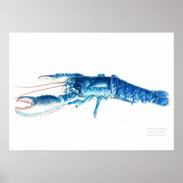 Blått tryckeri för hummer poster (Framsidan)