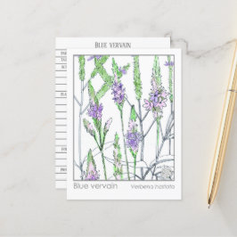 Blått vervain Materia Medica Herbal Study Card Vykort