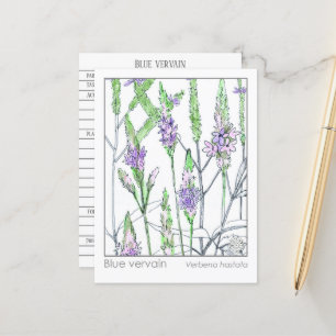 Blått vervain Materia Medica Herbal Study Card Vykort
