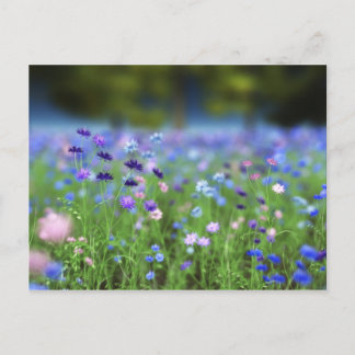 Blått vykort för kornblomma