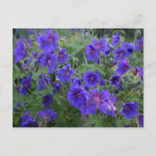 Blått vykort för kranskärlsblommor