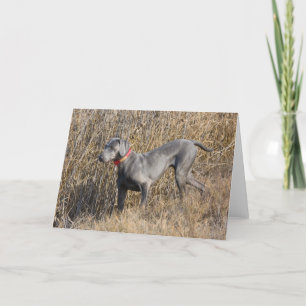 Blått Weimaraner i ett fält Kort
