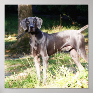 Blått Weimaraner Poster
