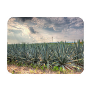 BlåttAgave Magnet