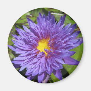 BlåttAster Magnet