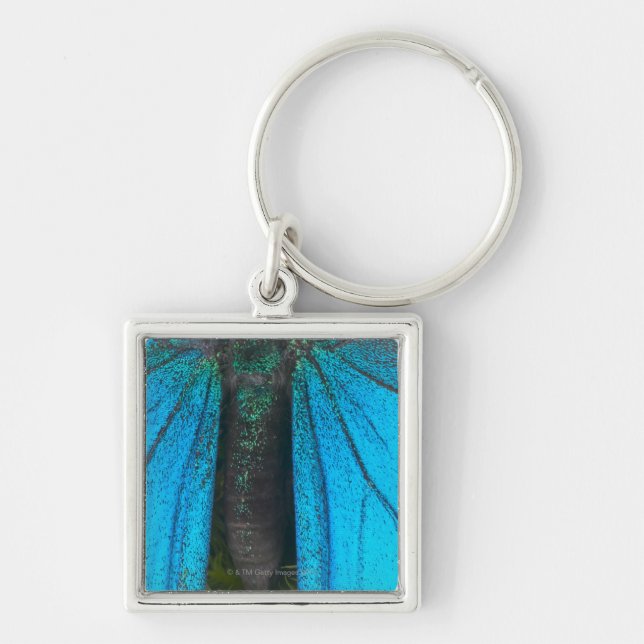 Blåttbergswallowtail (Papilio ulysses) Fyrkantig Silverfärgad Nyckelring (Framsidan)