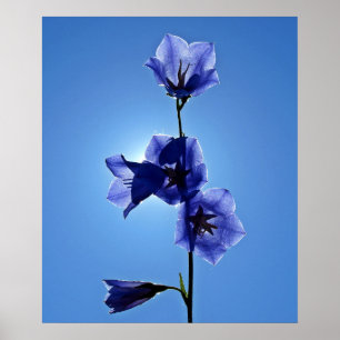 Blåttblåklocka Poster