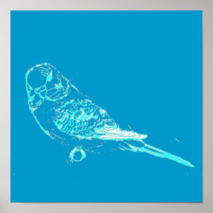 BlåttBudgie affisch