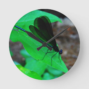 BlåttDamselfly på en grön leaf. Rund Klocka