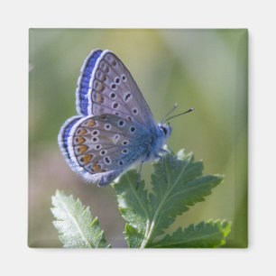 blåttfjäril magnet