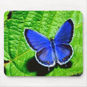 Blåttfjäril Mousepad Musmatta