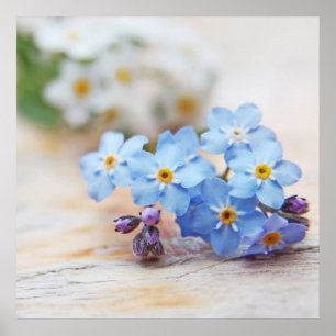 Blåttförgätmigejblommor. Du älskas Poster