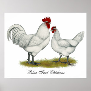 Blåttfothönor Poster
