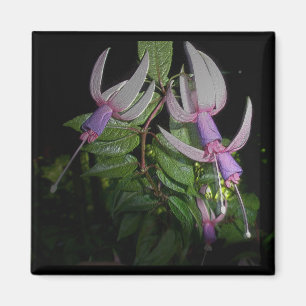 BlåttFushia magnet
