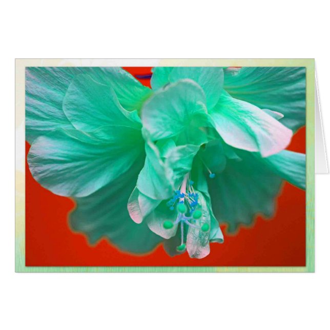 Blåtthibiskus Hälsningskort (Framsidan Horizontal)