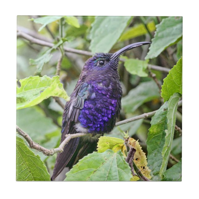 BlåttHummingbirdfoto Kakelplatta (Framsidan)