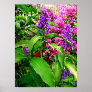 Blåttingefära och Bougainvillea Poster