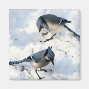 BlåttJay fåglar i snönatur Magnet