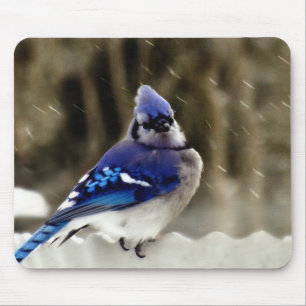 BlåttJay foto Musmatta