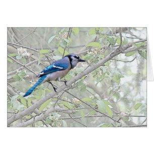 BlåttJay Songbird Hälsningskort