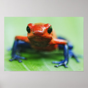 BlåttJean groda Poster