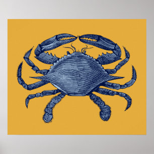 Blåttkrabba Poster