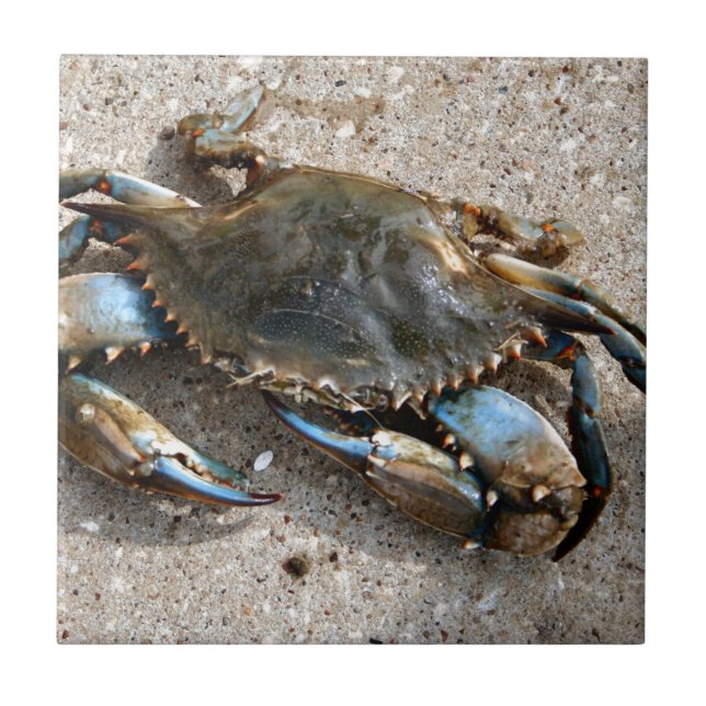 Blåttkrabbakrypning Kakelplatta (Framsidan)