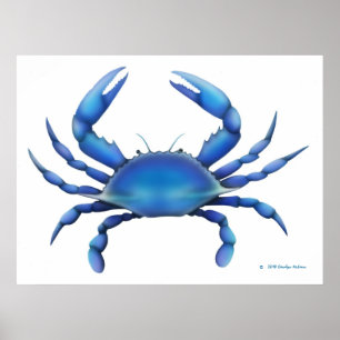 Blåttkrabbatrycket Poster