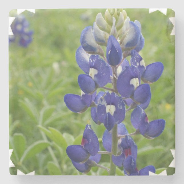 BlåttLupine Stenunderlägg (Framsidan)